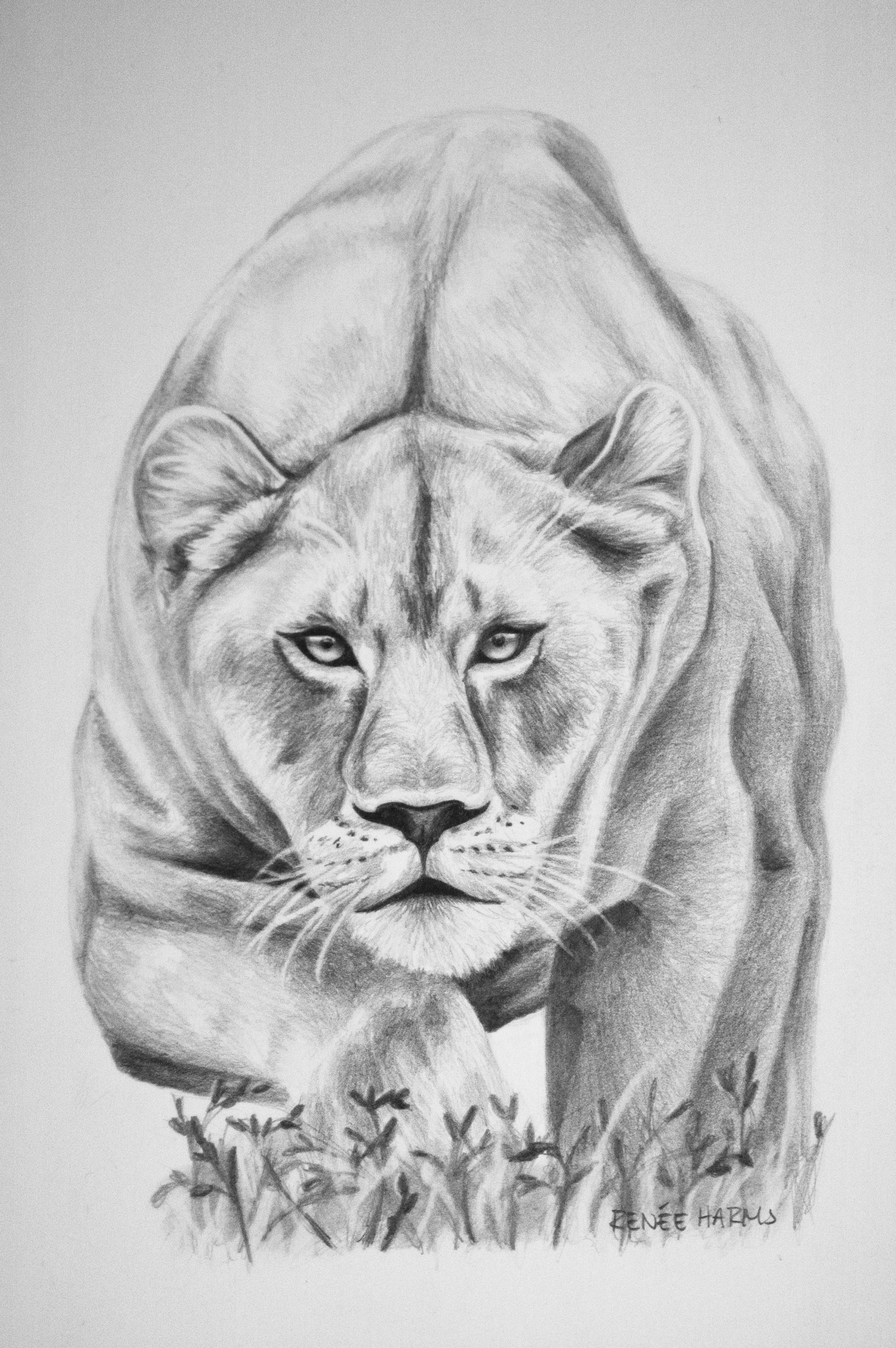 1000+ images about lioness tattoos on Pinterest | Lioness ...